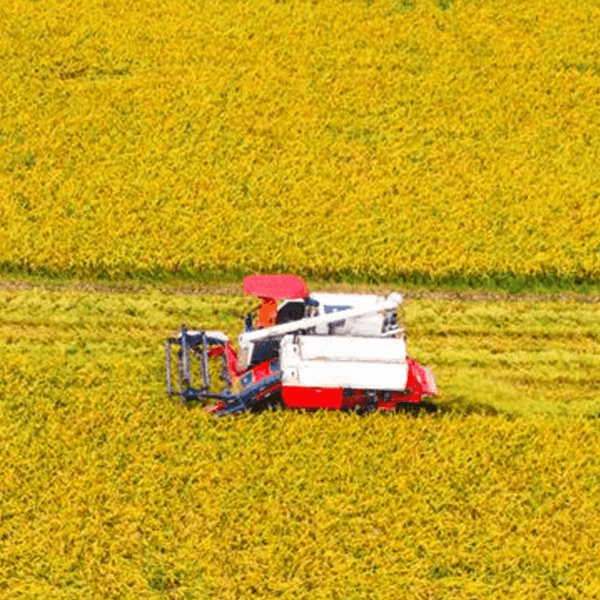 Grain Combine Harvester 4LZ-6.0Z