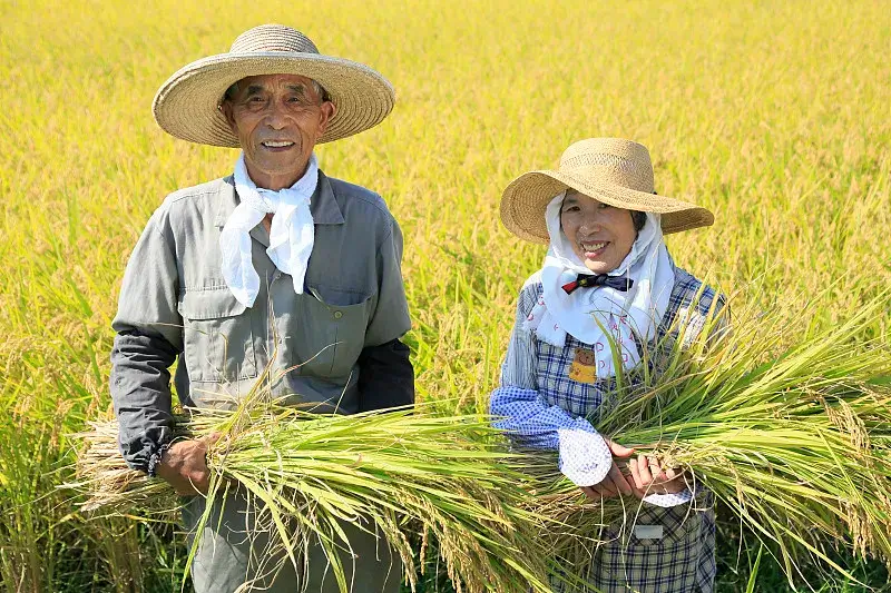 harvest season