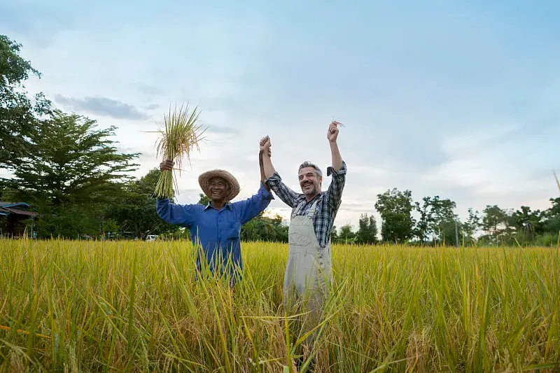 harvest season