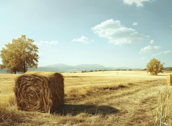 Square Bales